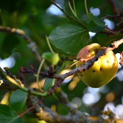 Fruits